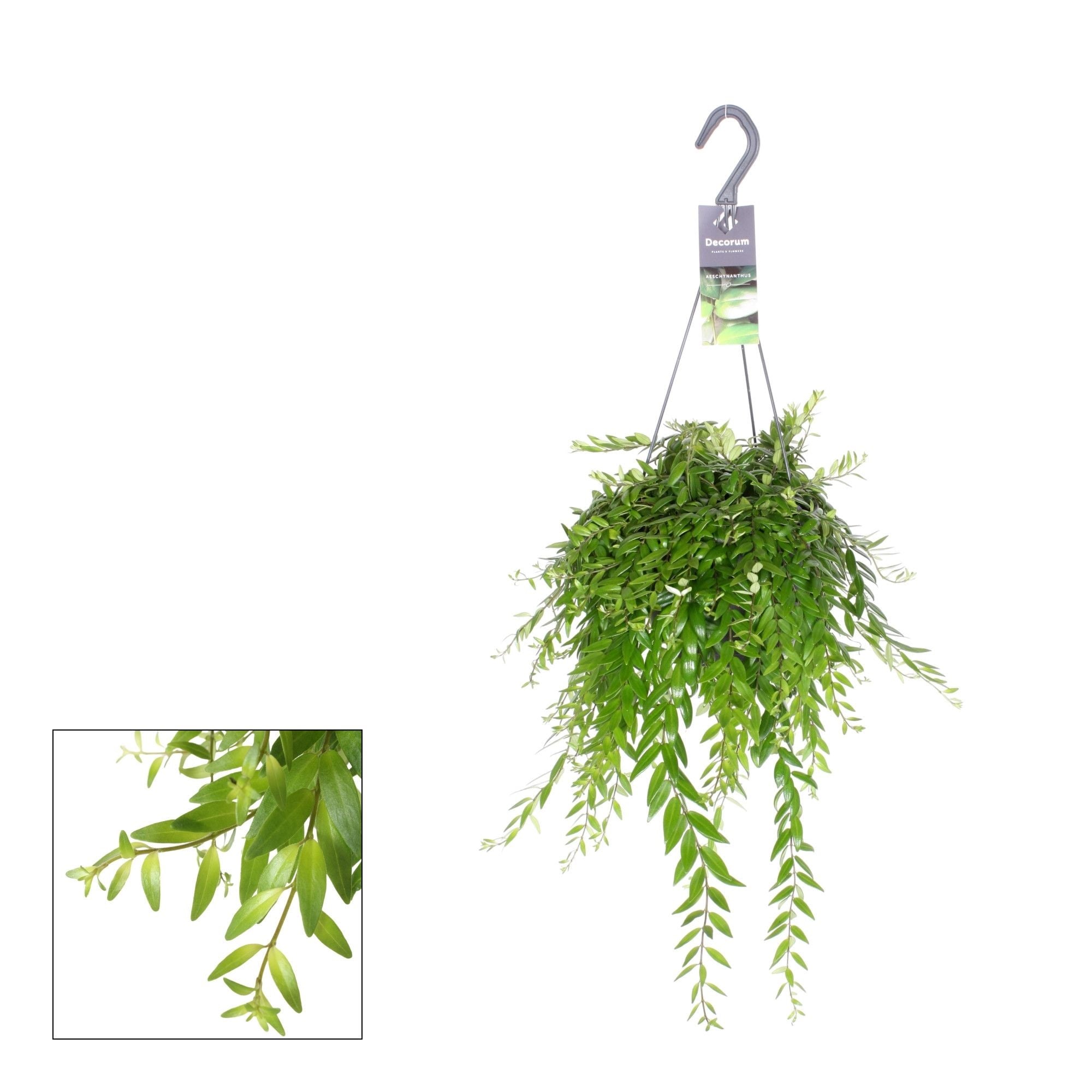 Aeschynanthus Mix - Hangplant - 17 cm