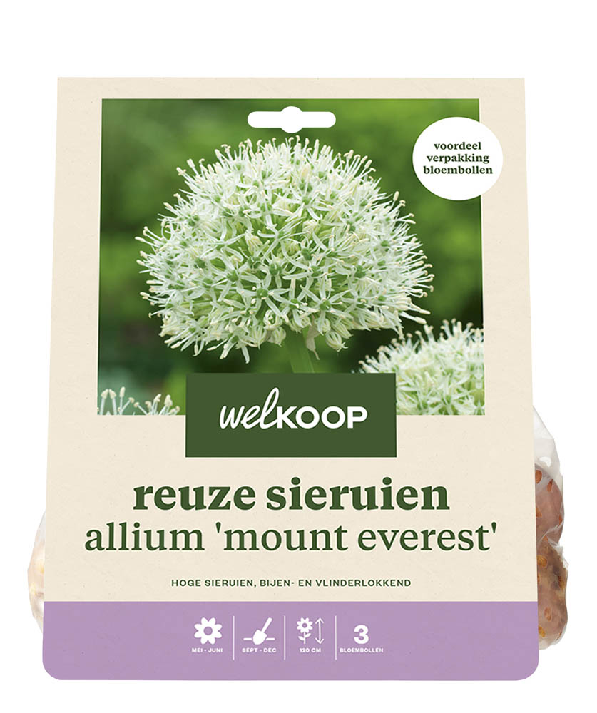 Welkoop Reuze Allium Corine - Bloembollen