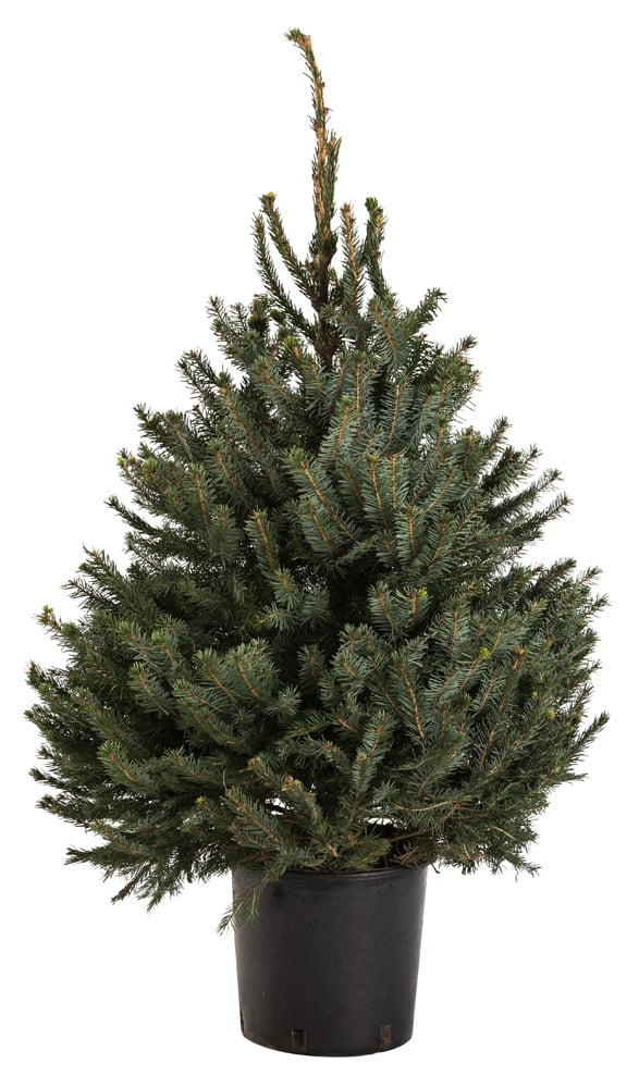 Omorika in pot - Kerstboom - 100 cm Omorika in pot - Kerstboom - 100 cm