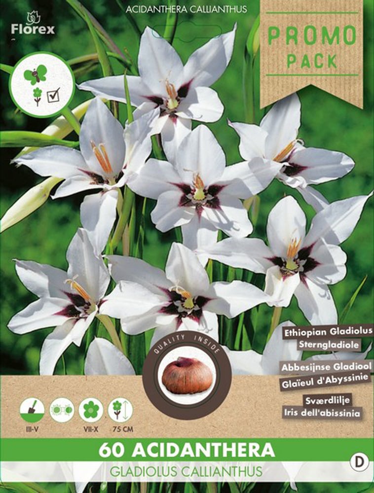 Florex Acidanthera Gladiolus callianthus - Bloembollen - Wit