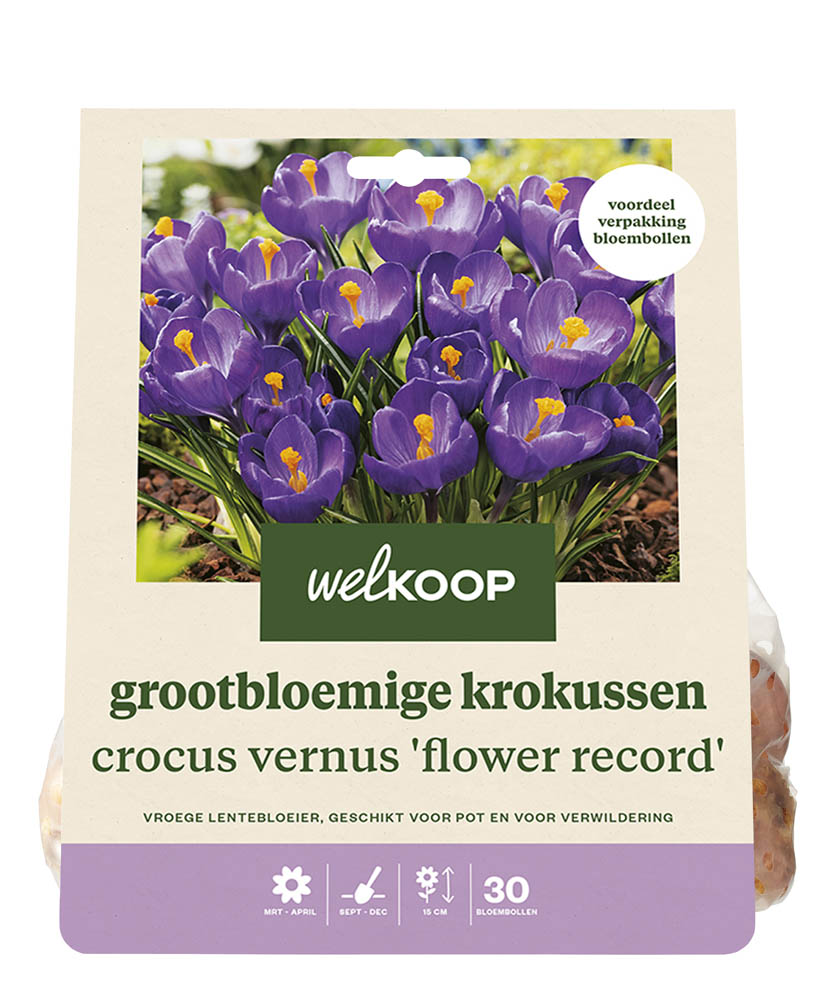 Welkoop Krokus Evi - Bloembollen