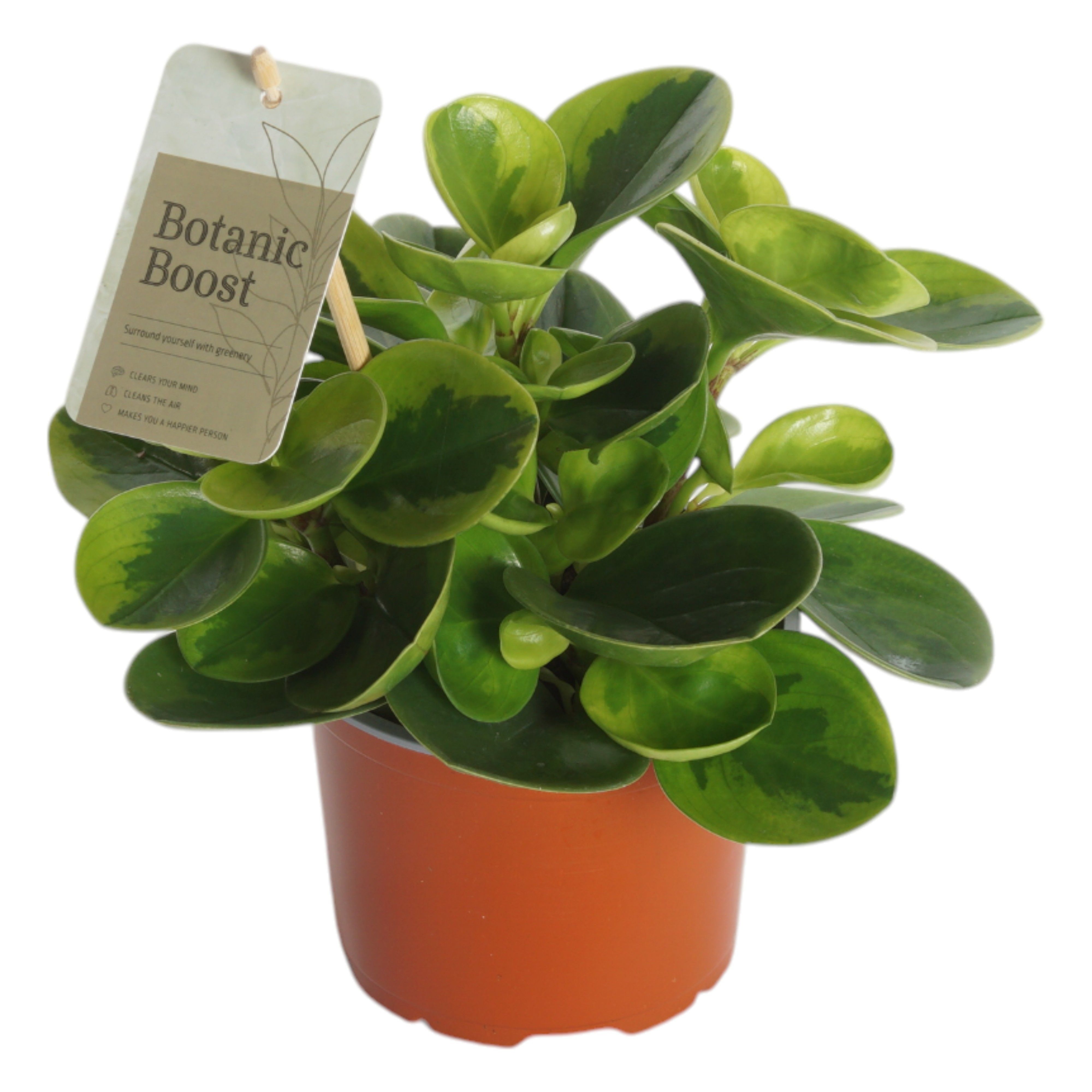 Peperomia Red Canyon - Kamerplant - 15 cm
