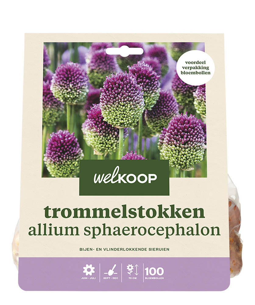 Welkoop Allium Antonia - Bloembollen