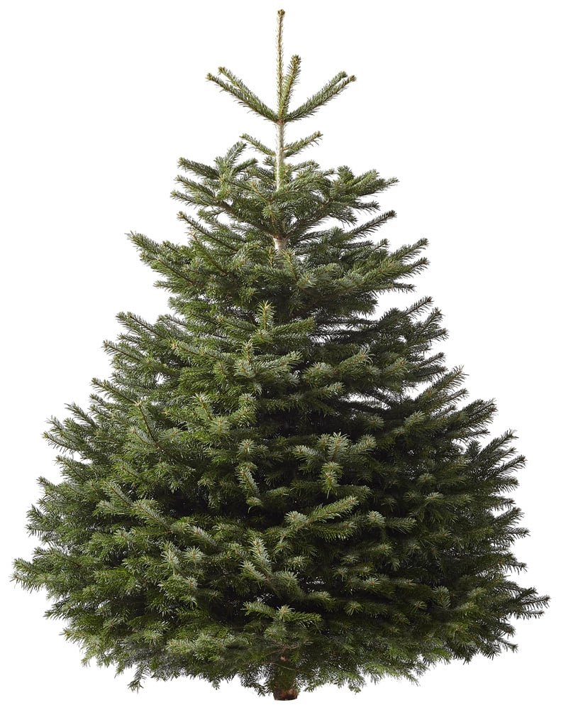 Nordmann gezaagd - Kerstboom - 175 cm