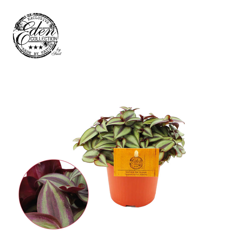 Tradescantia Zebrina (eendagsbloem) - Kamerplant - 10.5 cm