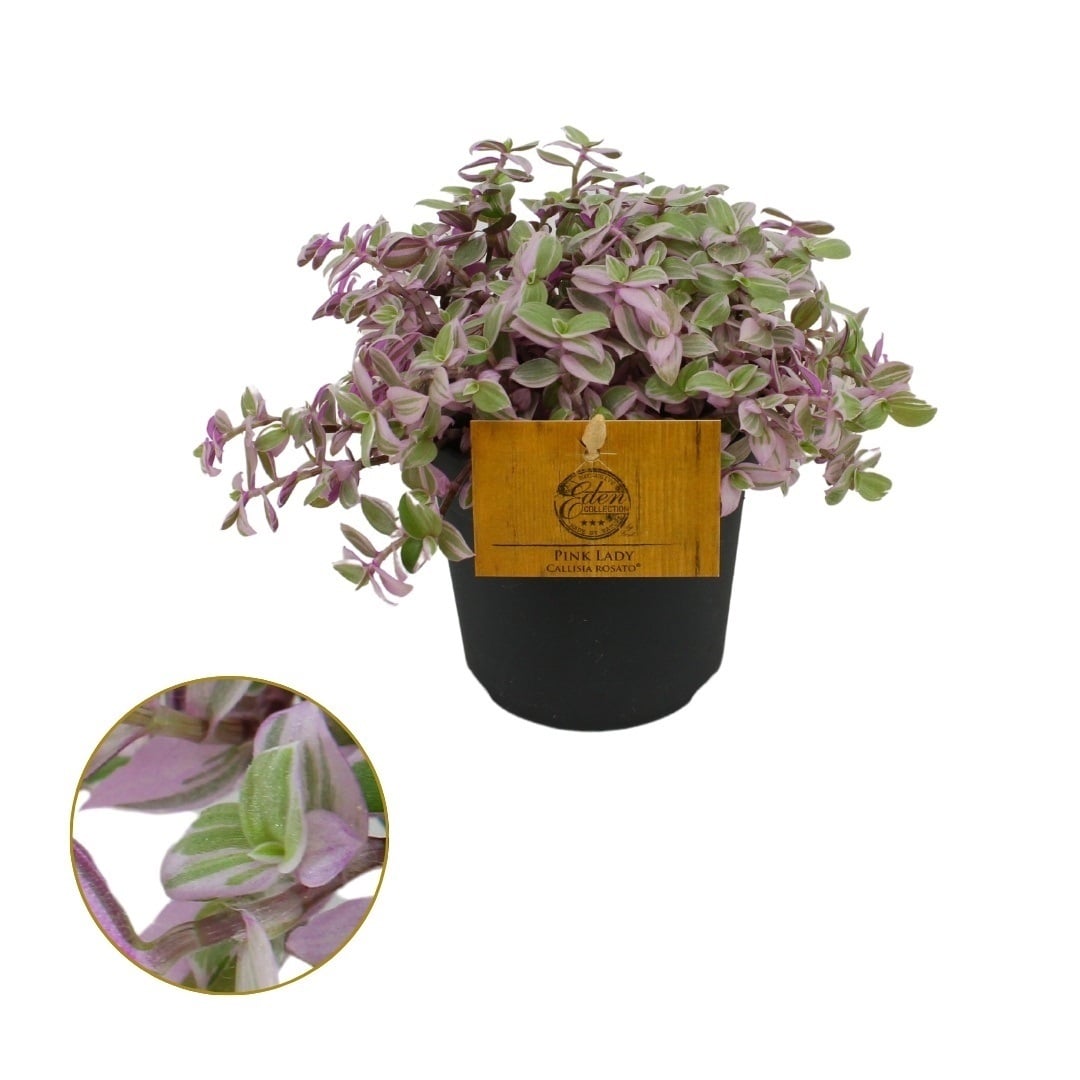 Callisia Rosato - Schilpadplant - Kamerplant