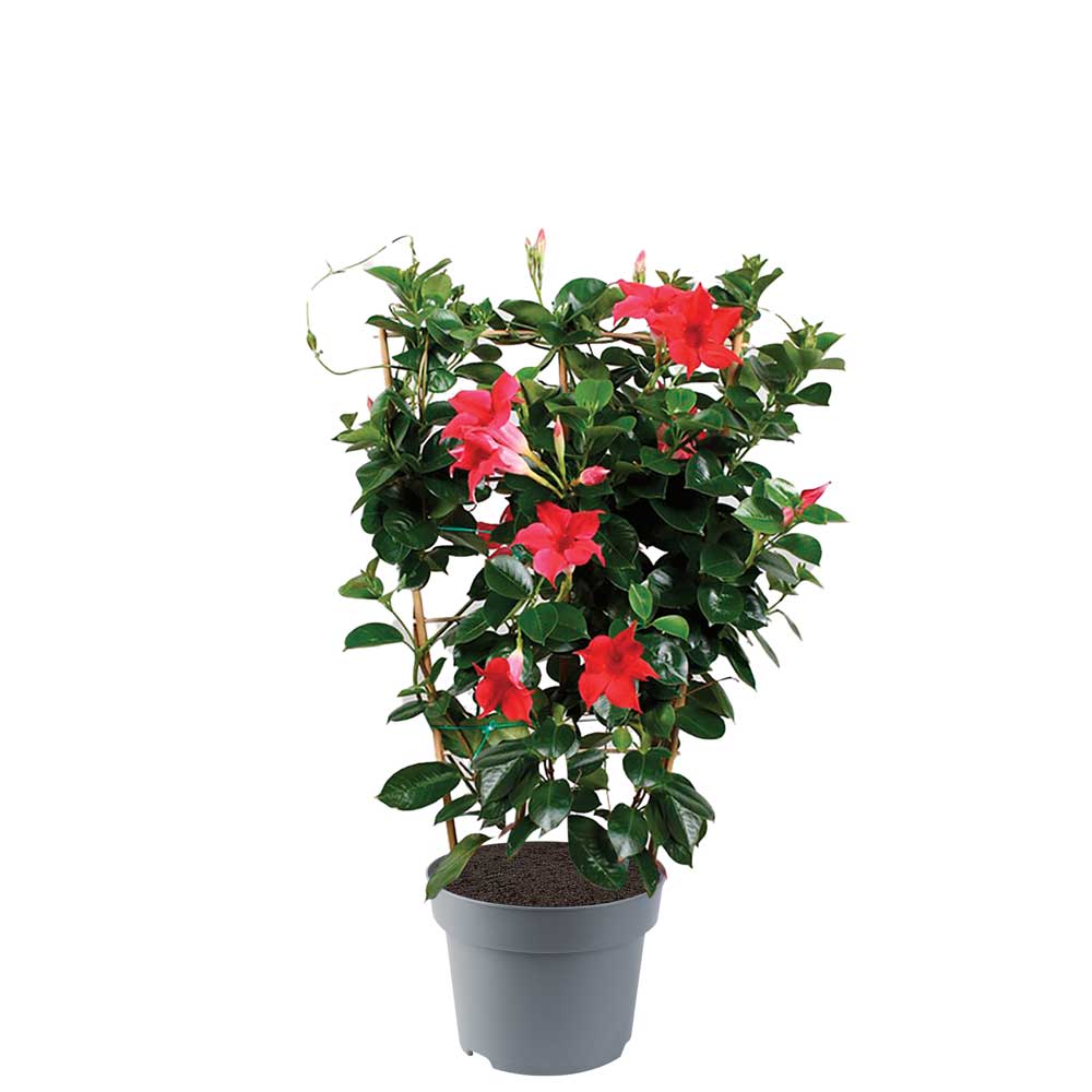 Sundaville op rekje - Eenjarige planten - Diverse kleuren