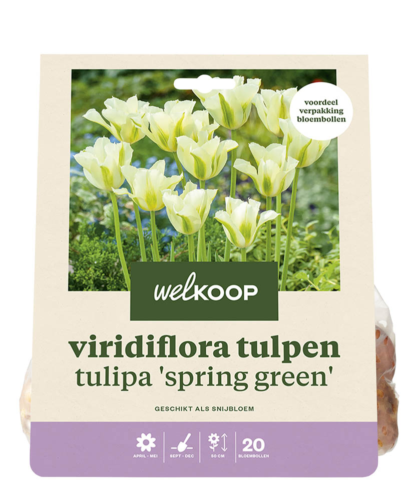 Welkoop Tulp Flo - Bloembollen