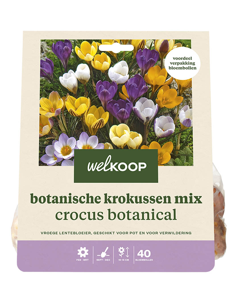 Welkoop Krokus Alinde - Bloembollen