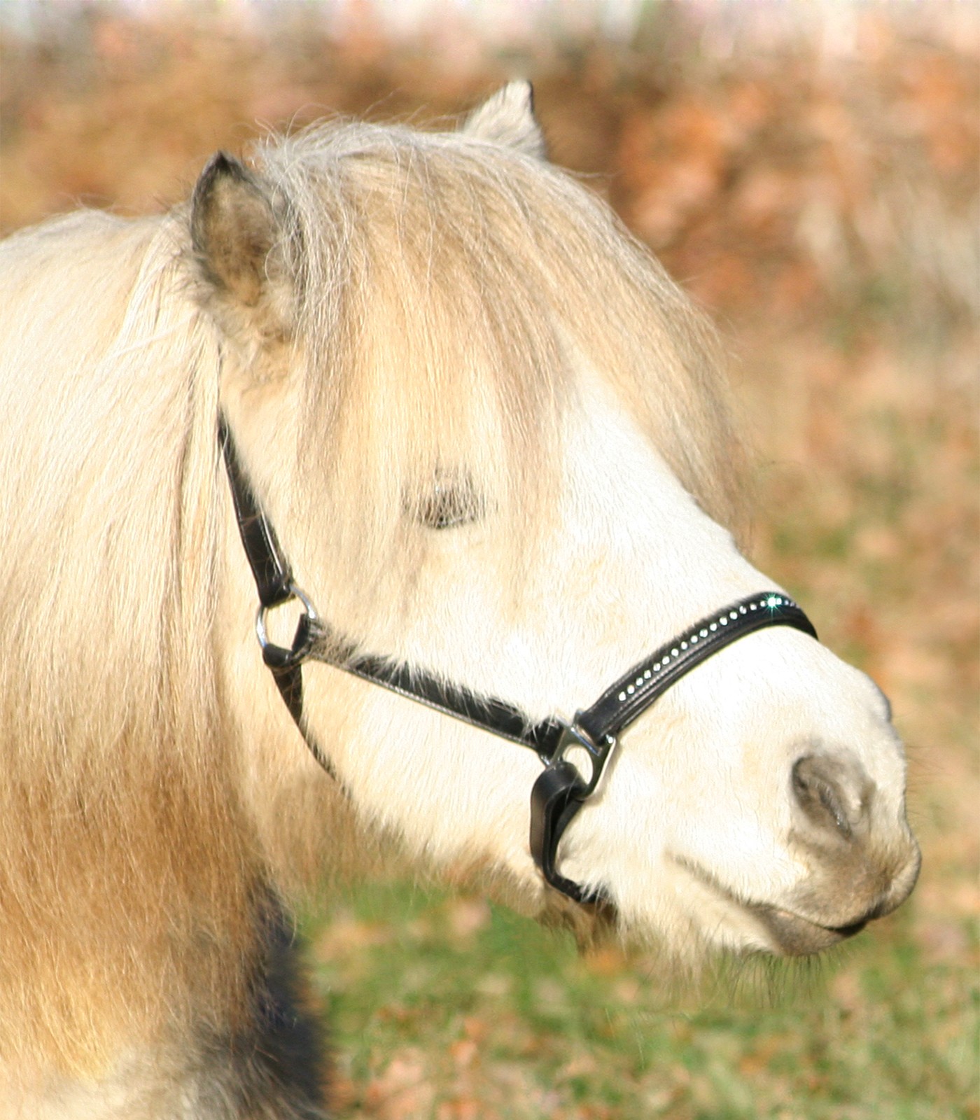 Waldhausen Diamant - Halster - Zwart - Pony