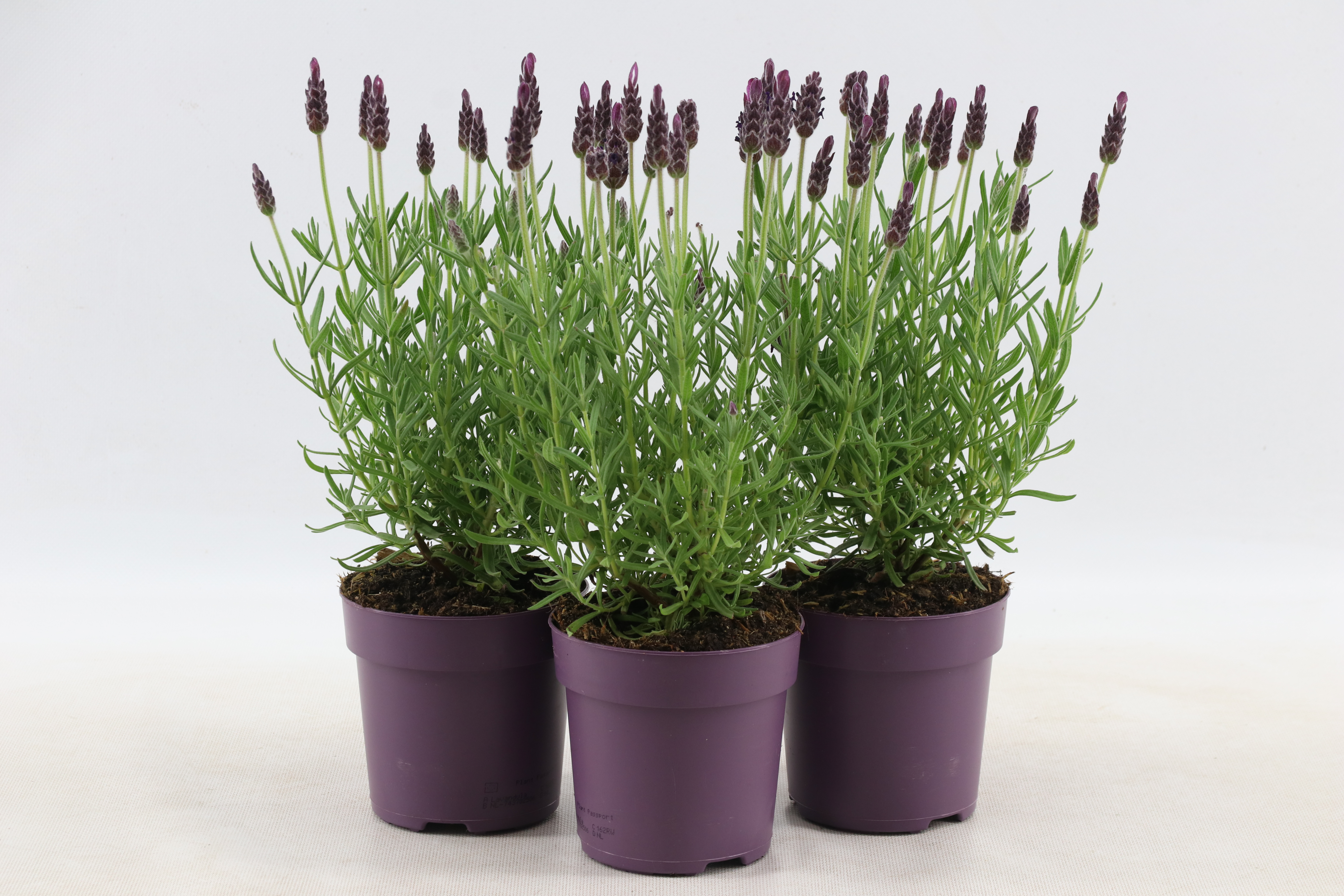 Lavendel Stoechas - Eenjarige planten - Paars