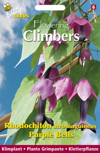 Buzzy Climbers Rhodochiton Purple - Bloemzaden