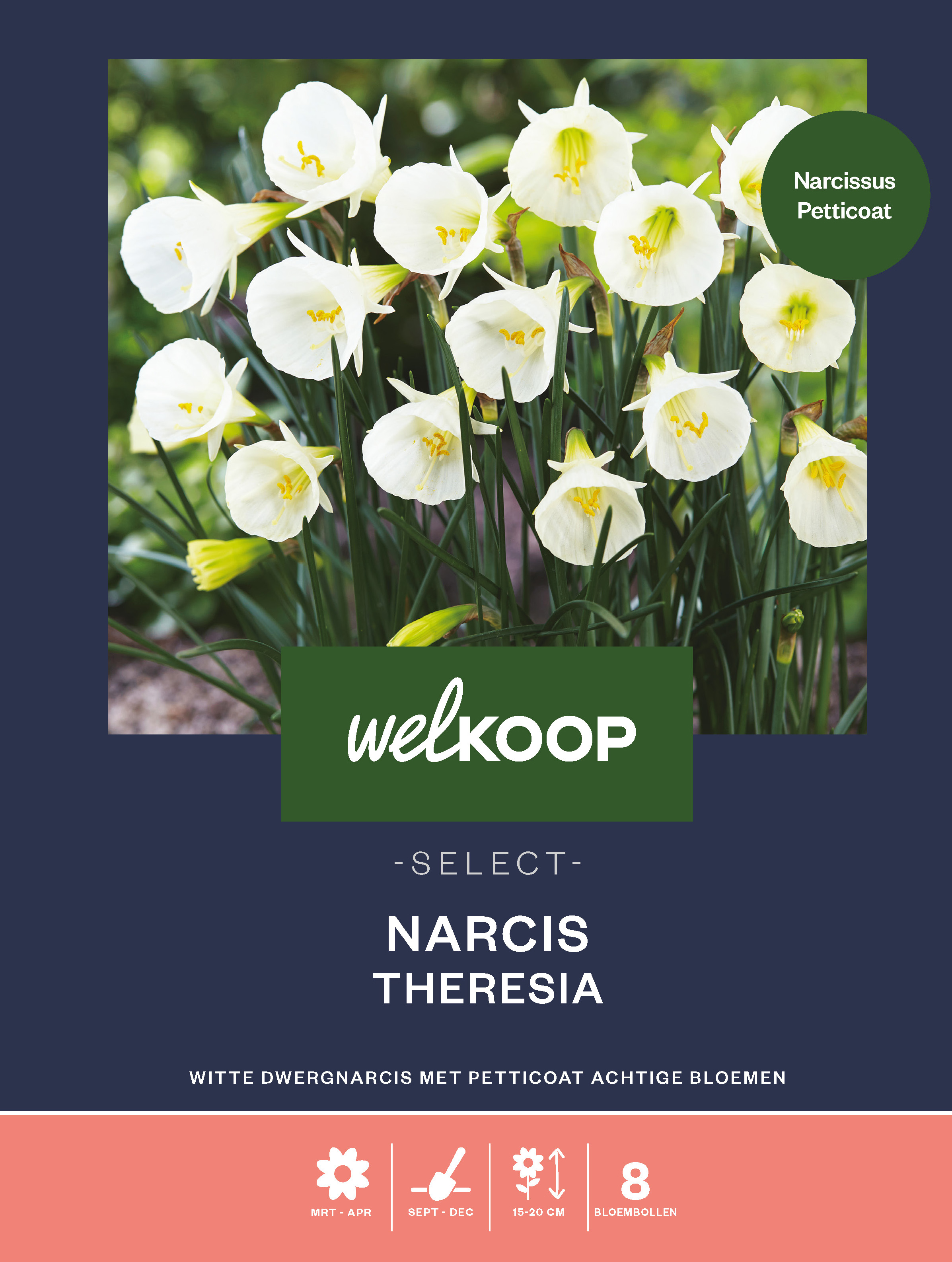 Welkoop Select Narcis Theresia - Bloembollen