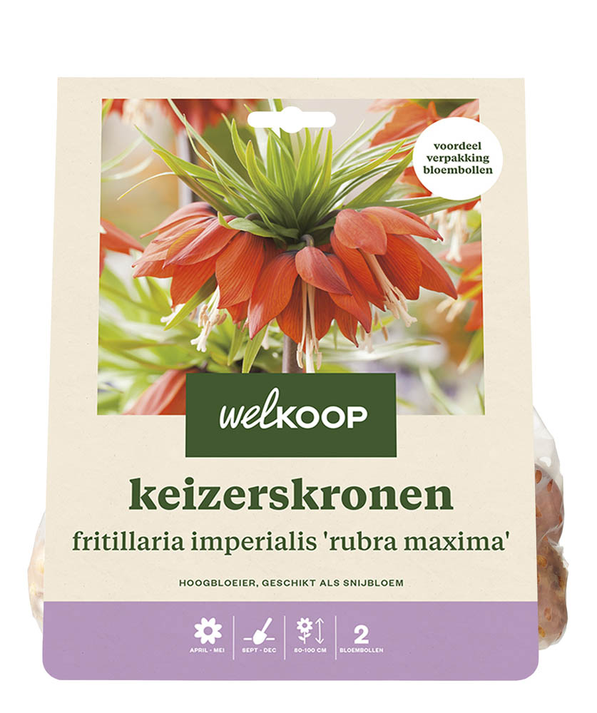 Welkoop Keizerskronen Sanja - Bloembollen