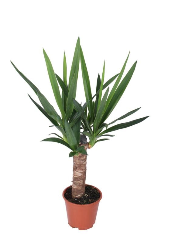 Yucca (palmlelie) - Kamerplant - 14 cm