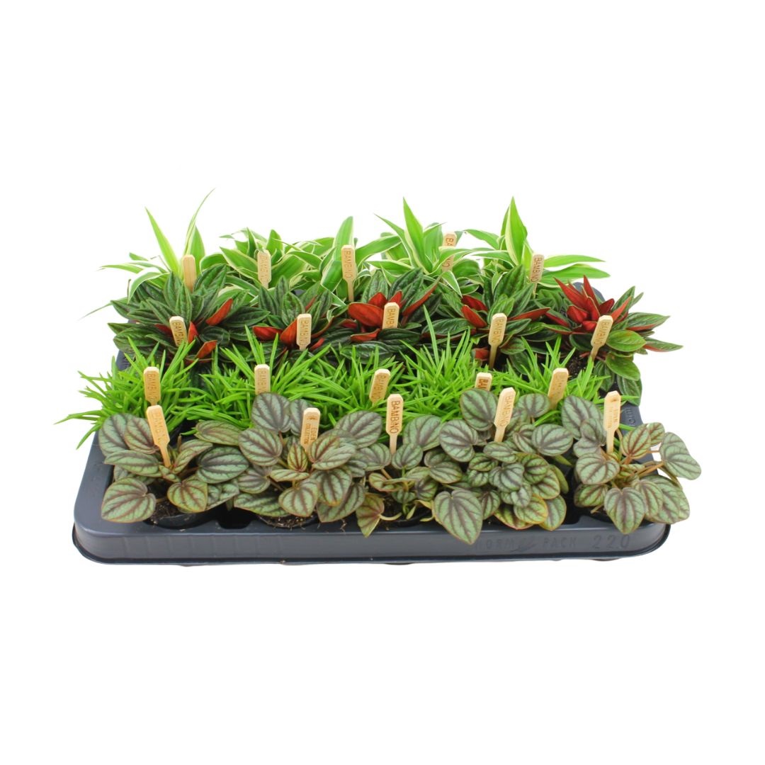 Bambino - Kamerplant - 5.5 cm