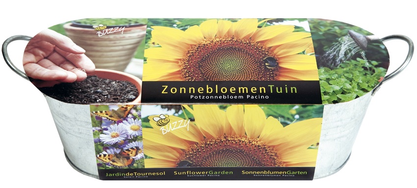 Buzzy Teil zonnebloem Zinc tub helianthus - Bloemzaden