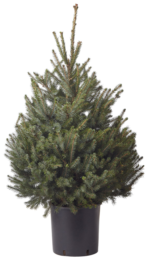 Omorika in pot - Kerstboom - 80 cm