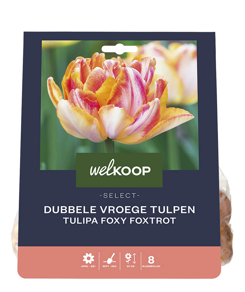Welkoop Select Dubbele Tulp Ingrid - Bloembollen