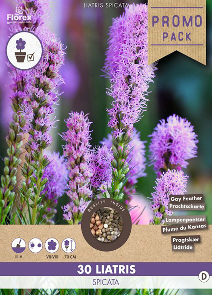 Florex Liatris Spicata - Bloembollen - Blauw