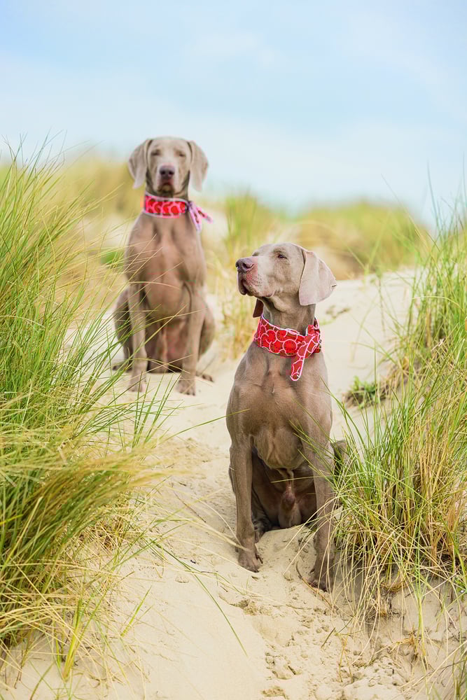 Designed by Lotte Rib - Kattentunnel - Grijs