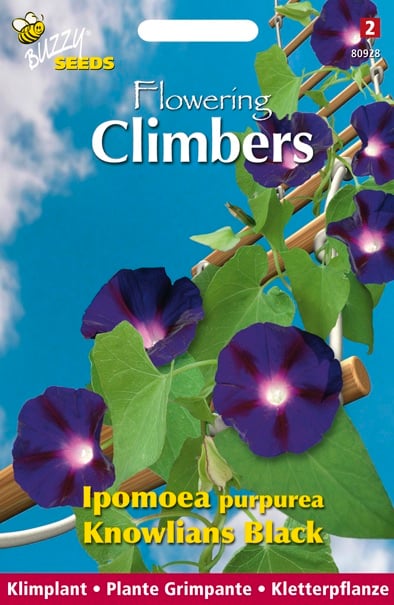 Buzzy Climbers Ipomoea Knolians - Bloemzaden