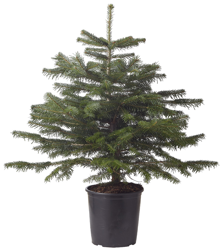 Nordmann in pot - Kerstboom - 75 cm