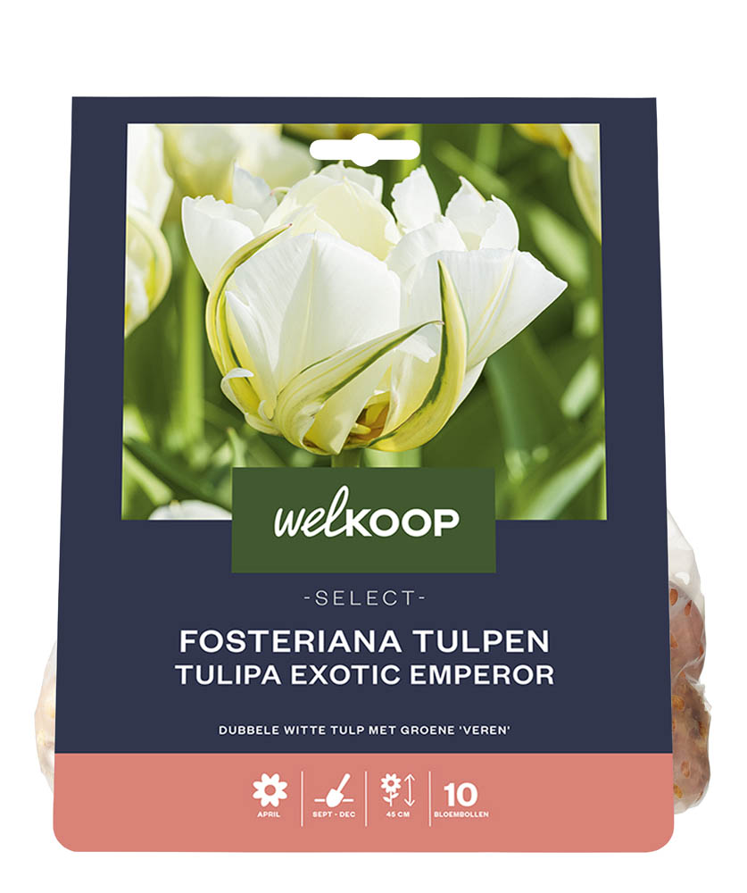Welkoop Select Dubbele Tulp Michèle - Bloembollen