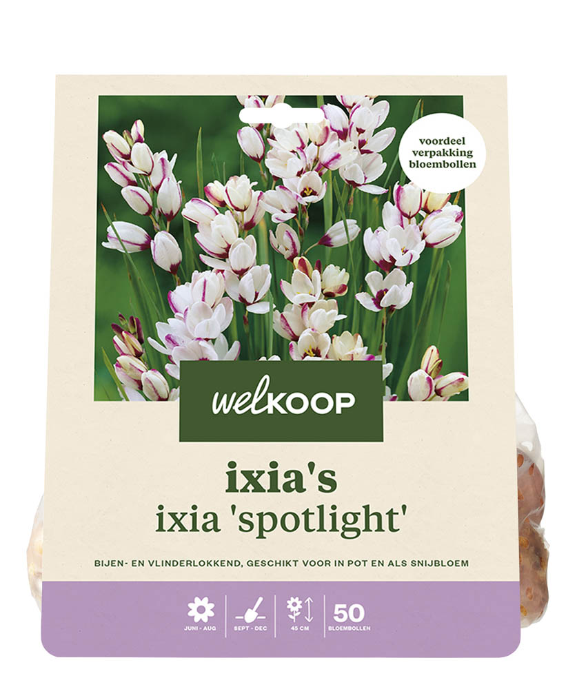 Welkoop Ixia Nicky - Bloembollen