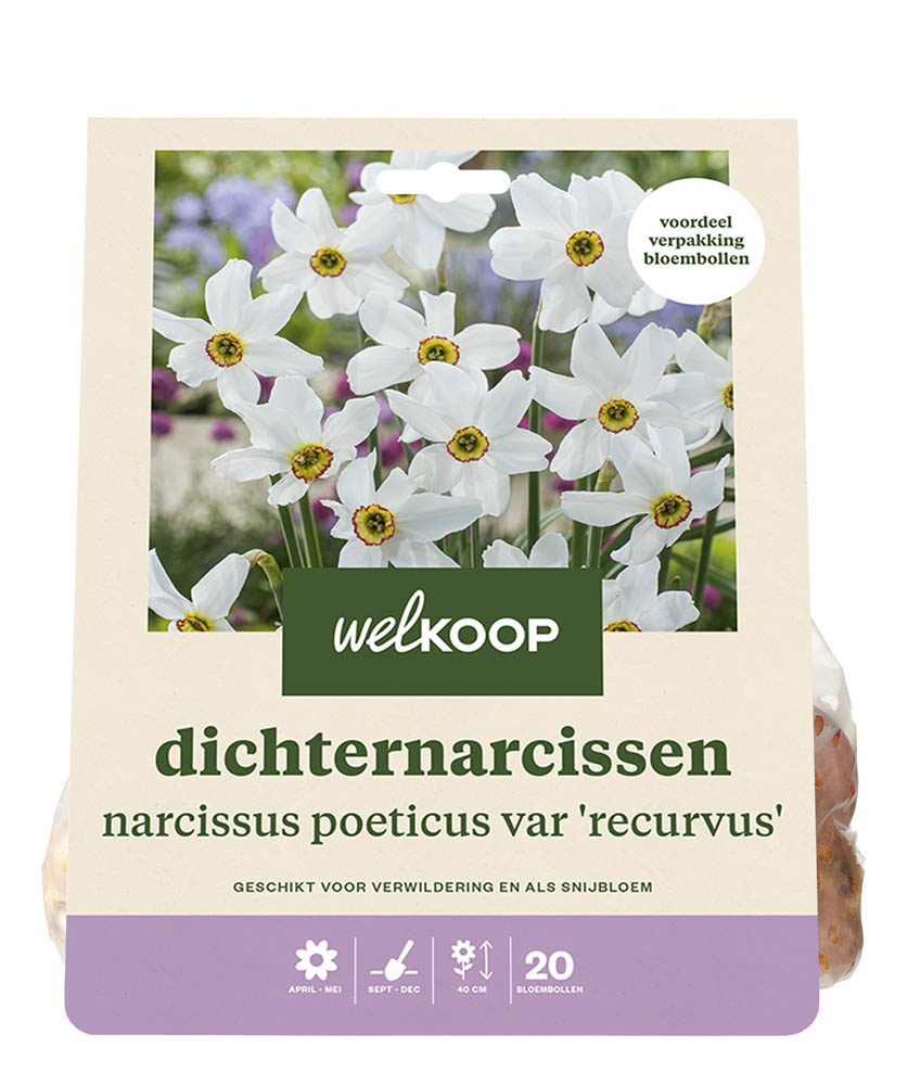 Welkoop Narcis Elena - Bloembollen