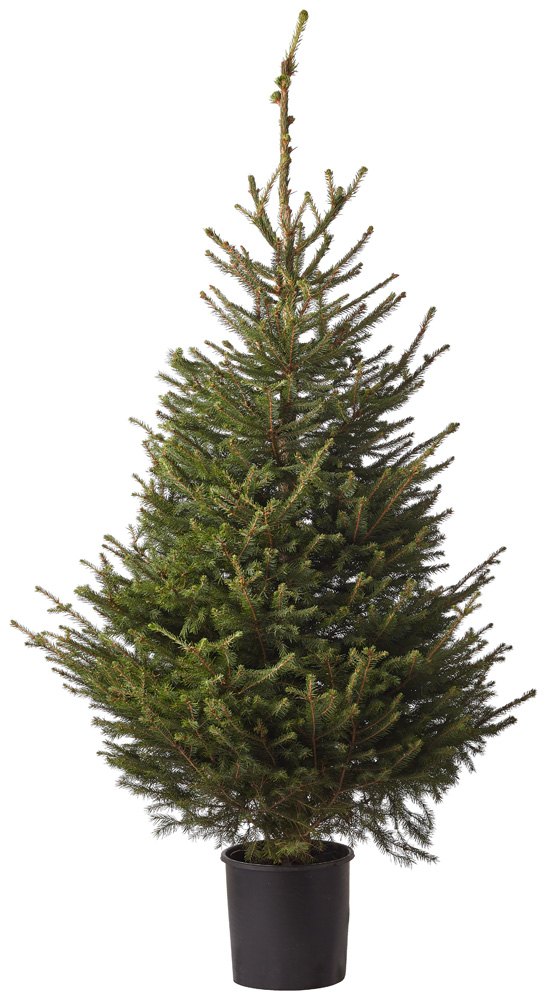 Fijnspar in pot - Kerstboom - 150 cm