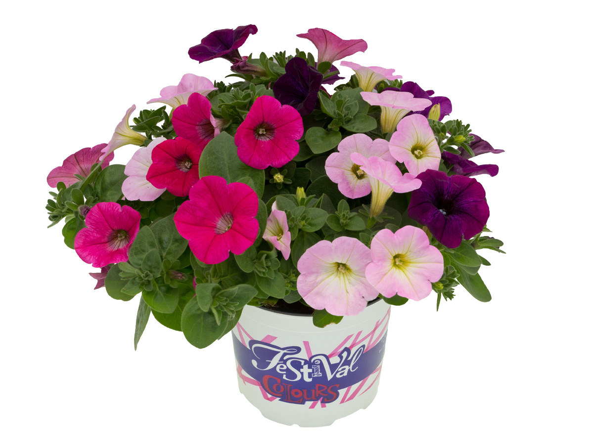 Festival Colours mix - Eenjarige planten - Divere kleuren