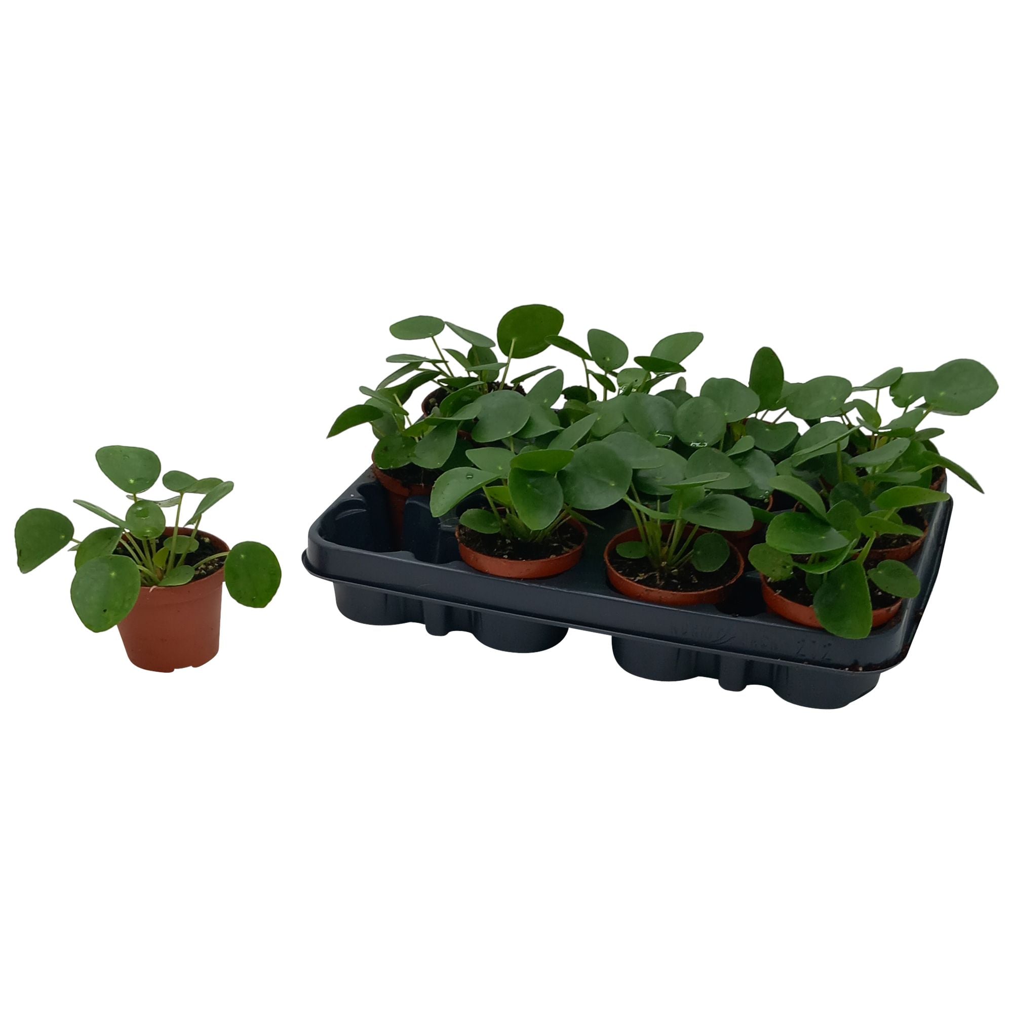 Pilea Peperomoides - Pannenkoekplant - Kamerplant - 12 cm