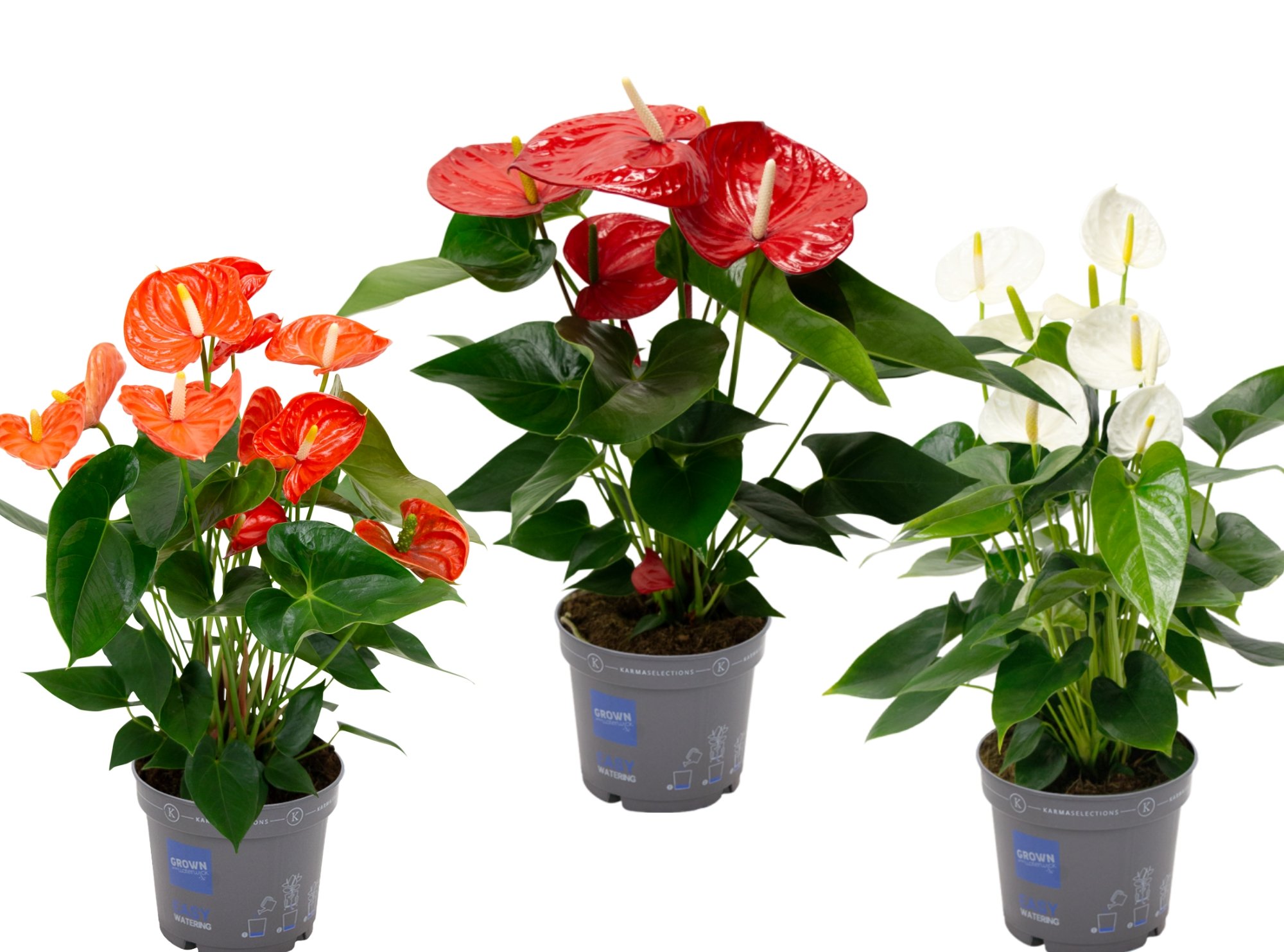 Anthurium Karma (flamingoplant) - Kamerplant - 17 cm Anthurium Karma (flamingoplant) - Kamerplant - 17 cm