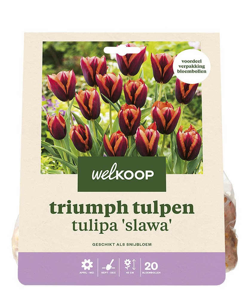 Welkoop Tulp Esther - Bloembollen
