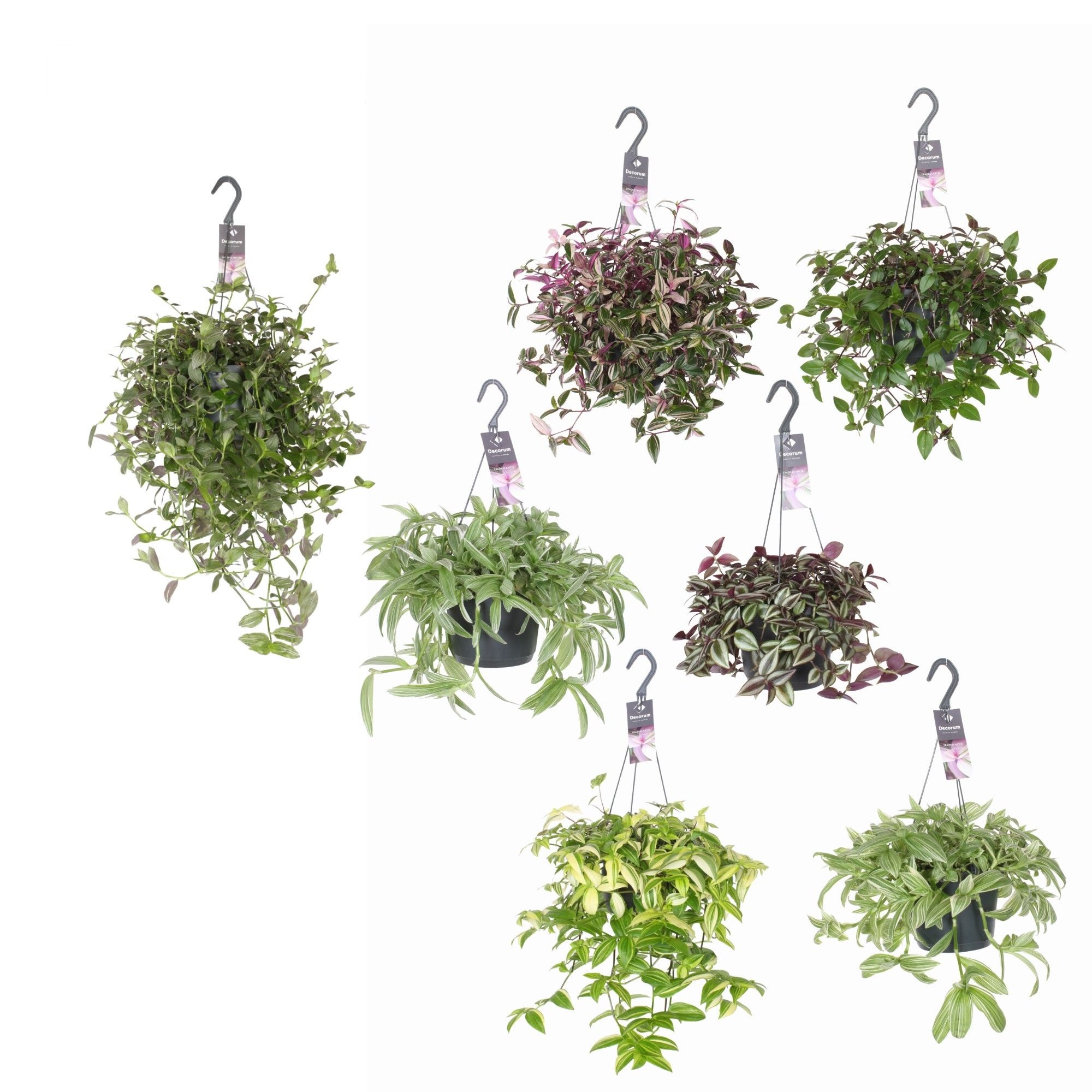 Tradescantia - Hangplant - 17 cm