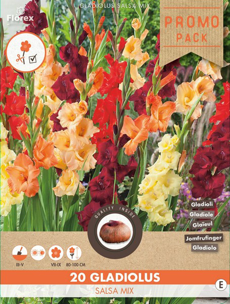 Florex Gladiolus Salsa Mix - Bloembollen - Multi