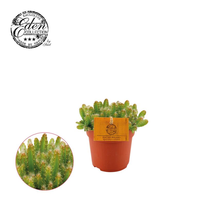 Hylocereus Undatus (cactus) - Kamerplant - 10.5 cm