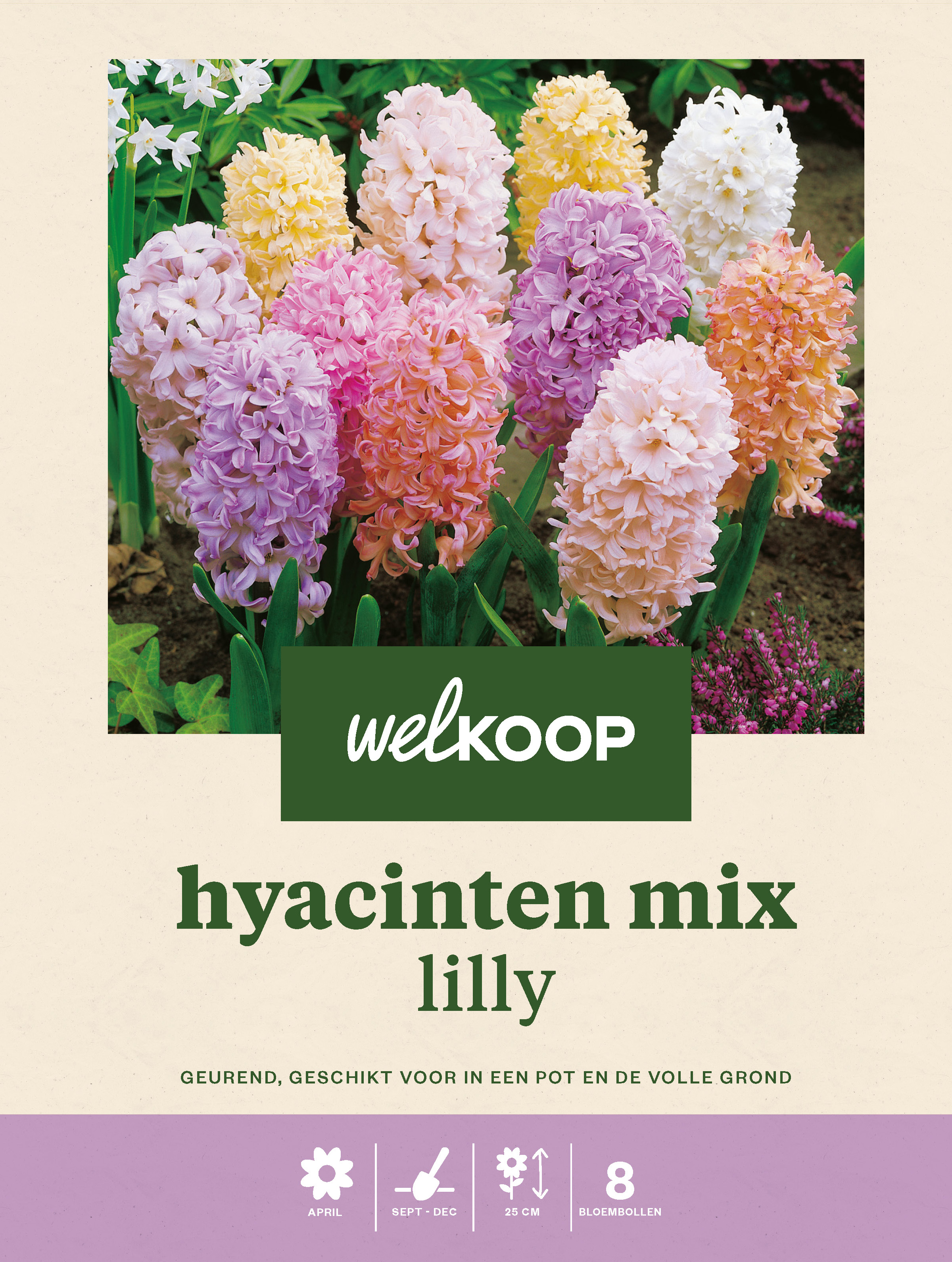 Welkoop Hyacinten mix Lilly - Bloembollen