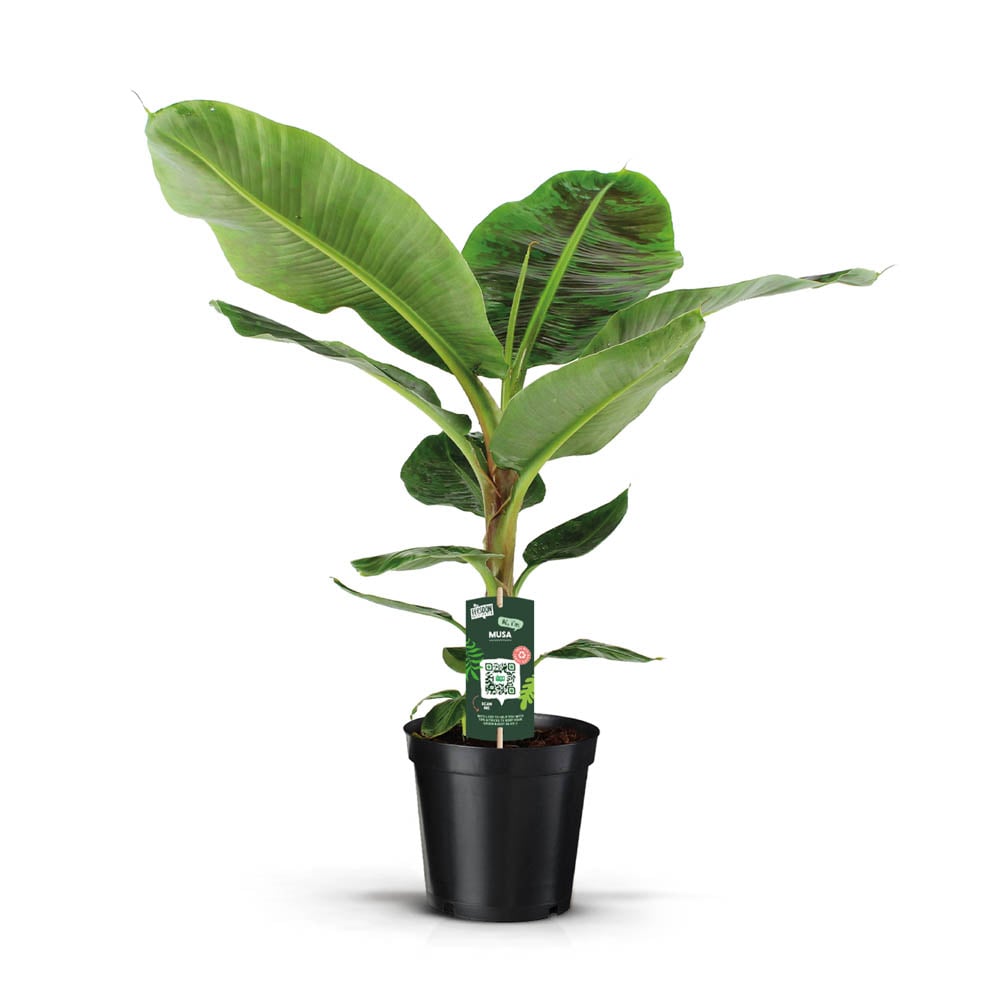 Bananenplant (Musa Dwarf Cavendish) - Kamerplant - 21 cm Bananenplant (Musa Dwarf Cavendish) - Kamerplant - 21 cm