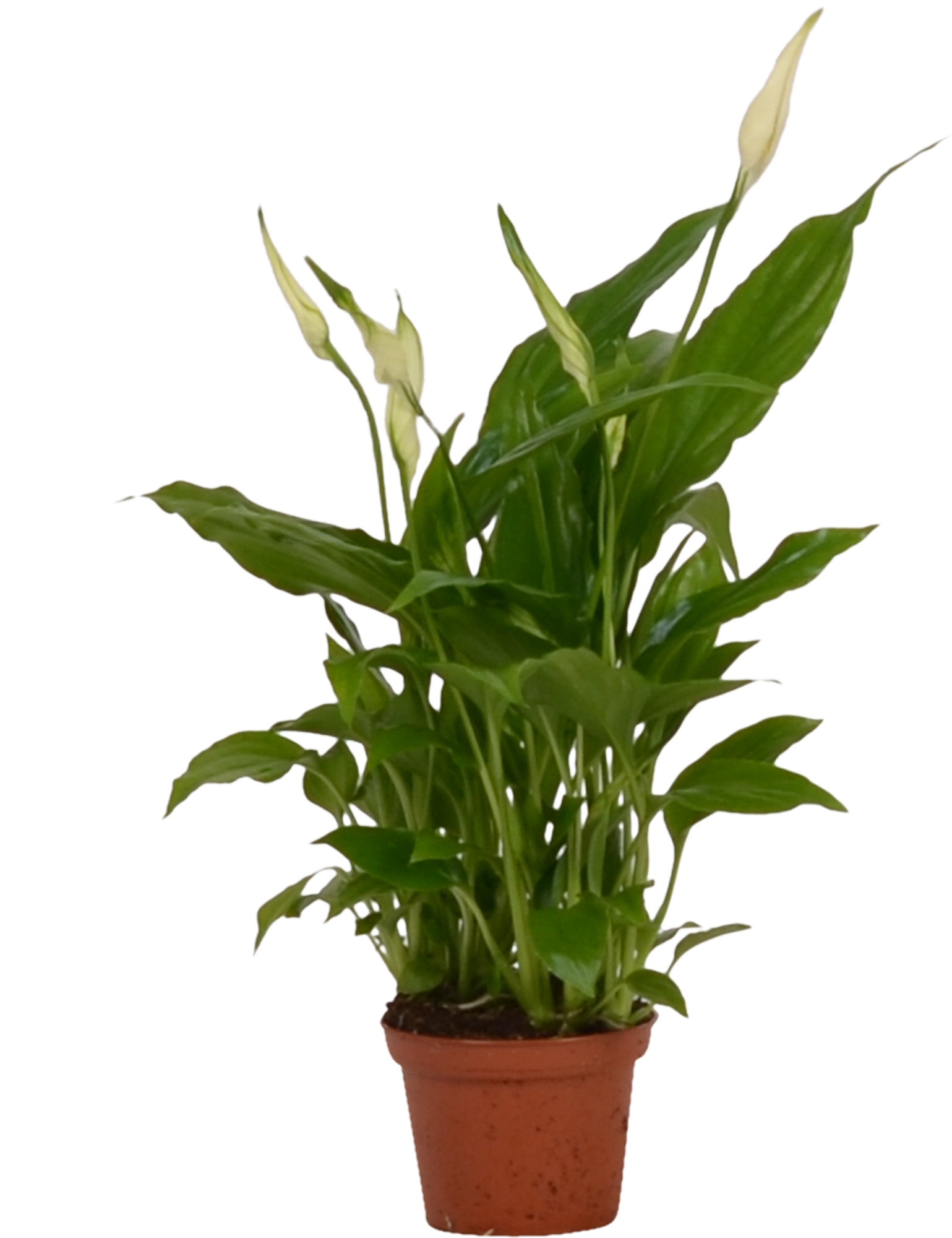 Spathiphyllum (lepelplant) - Kamerplant - 6 cm