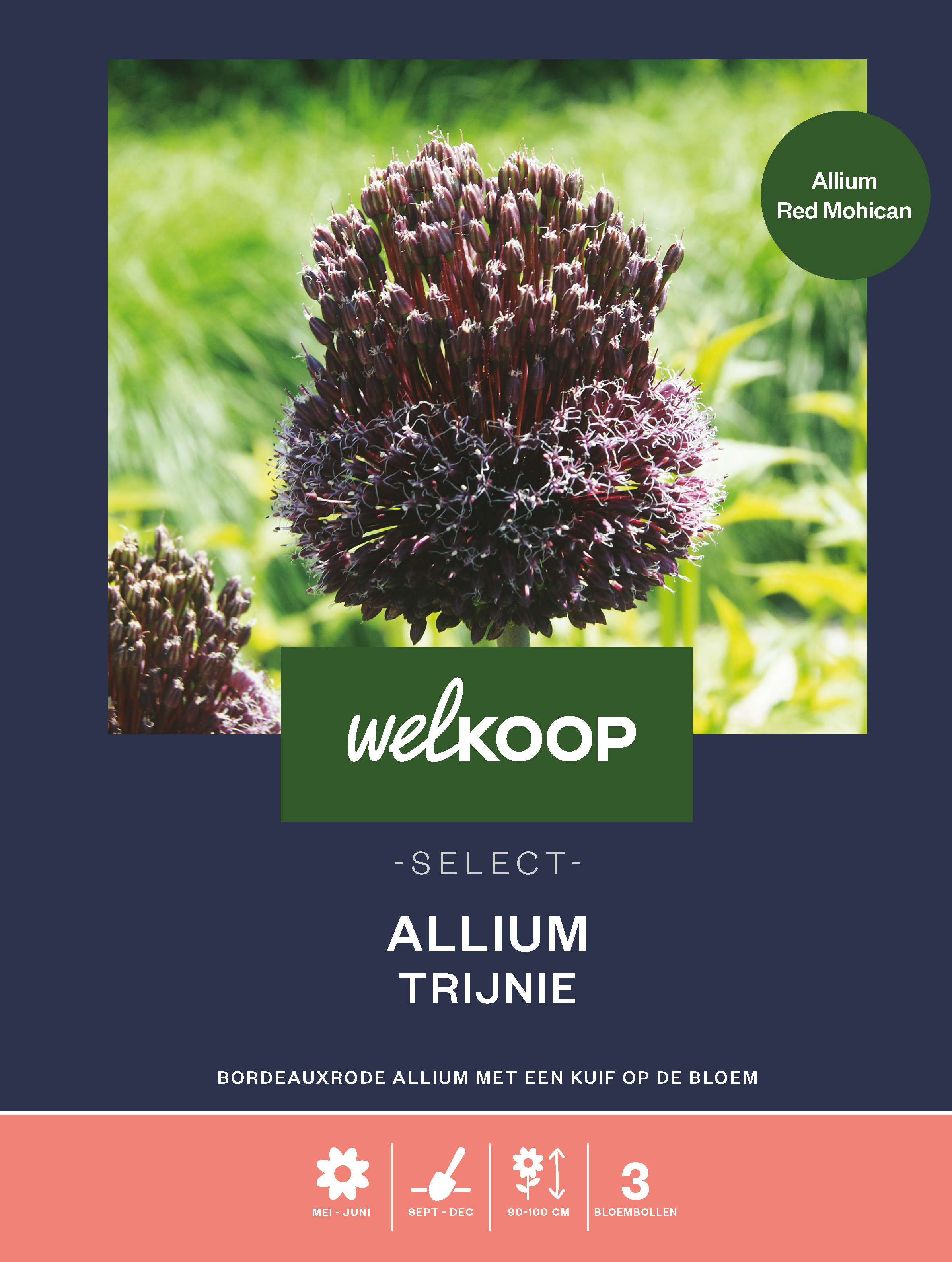 Welkoop Select Allium Trijnie - Bloembollen