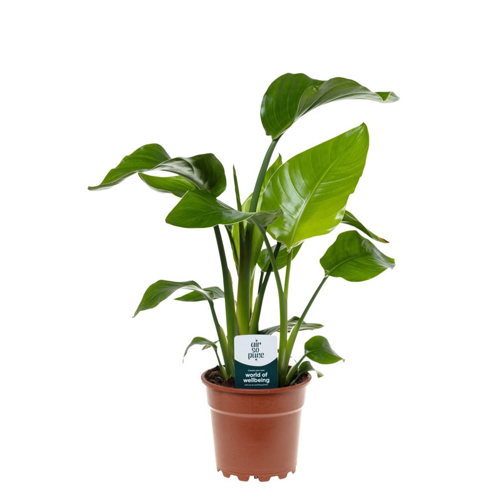Strelitzia Nicolai (paradijsvogelplant) - Kamerplant - 17 cm