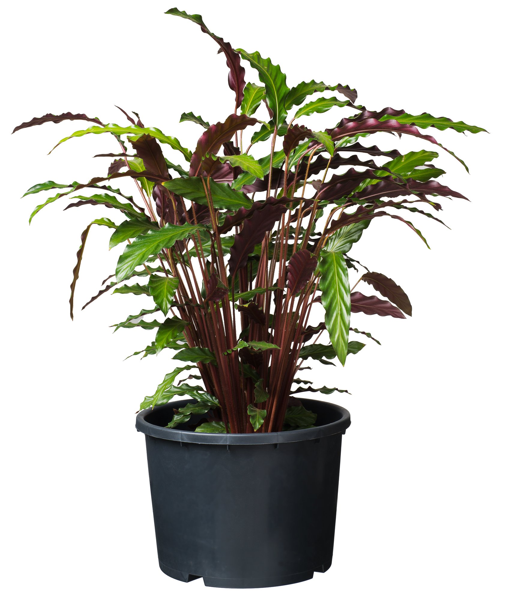 Nature Plantcontainer Ritzi - Kweekbenodigdheden - 25.5x31x25.5 cm