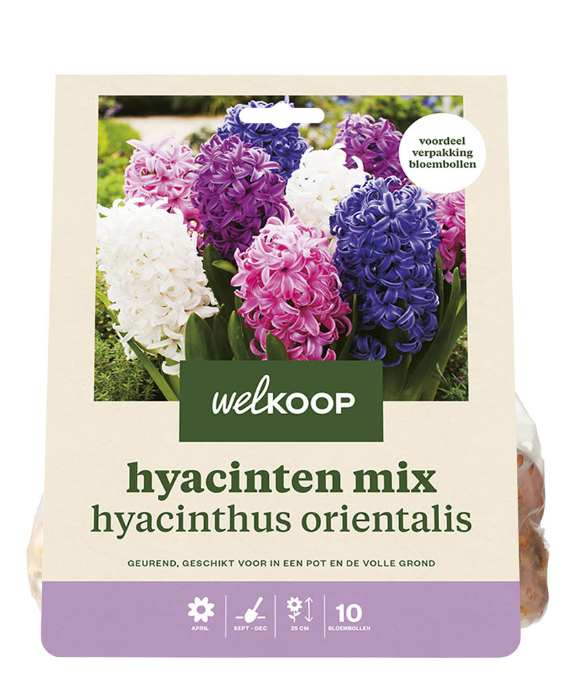 Welkoop Hyacinten mix Angela - Bloembollen