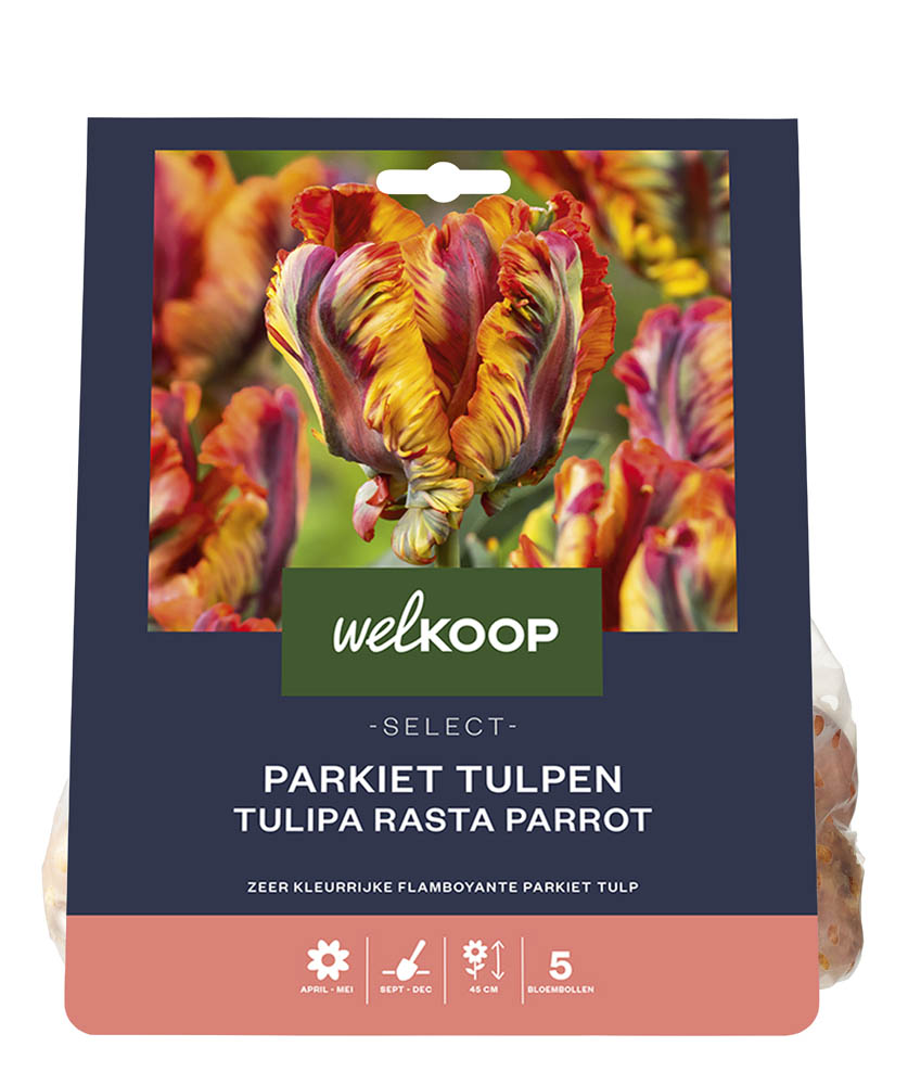 Welkoop Select Tulp Lia - Bloembollen