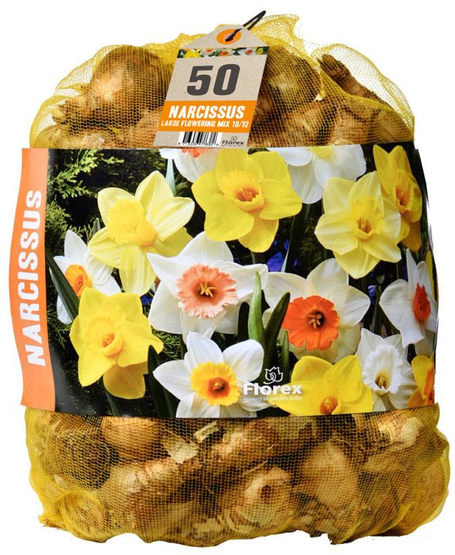 Florex Narcissen Voordeelverpakking  - Bloembollen
