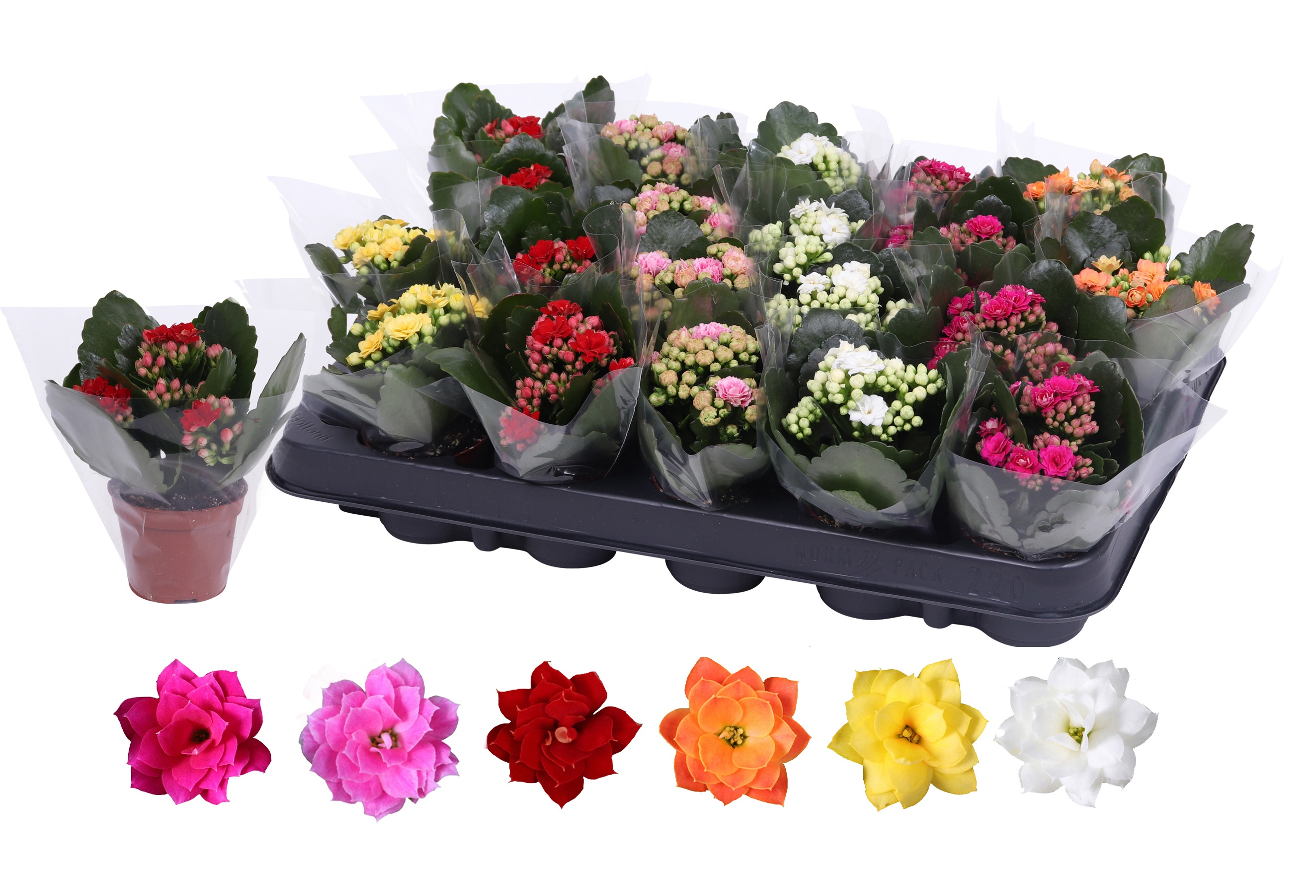 Kalanchoe Mix - Kamerplant - 12 cm