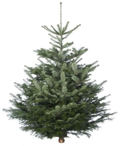 Welkoop Nordmann gezaagd - Kerstboom - 100 cm Welkoop Nordmann gezaagd - Kerstboom - 100 cm