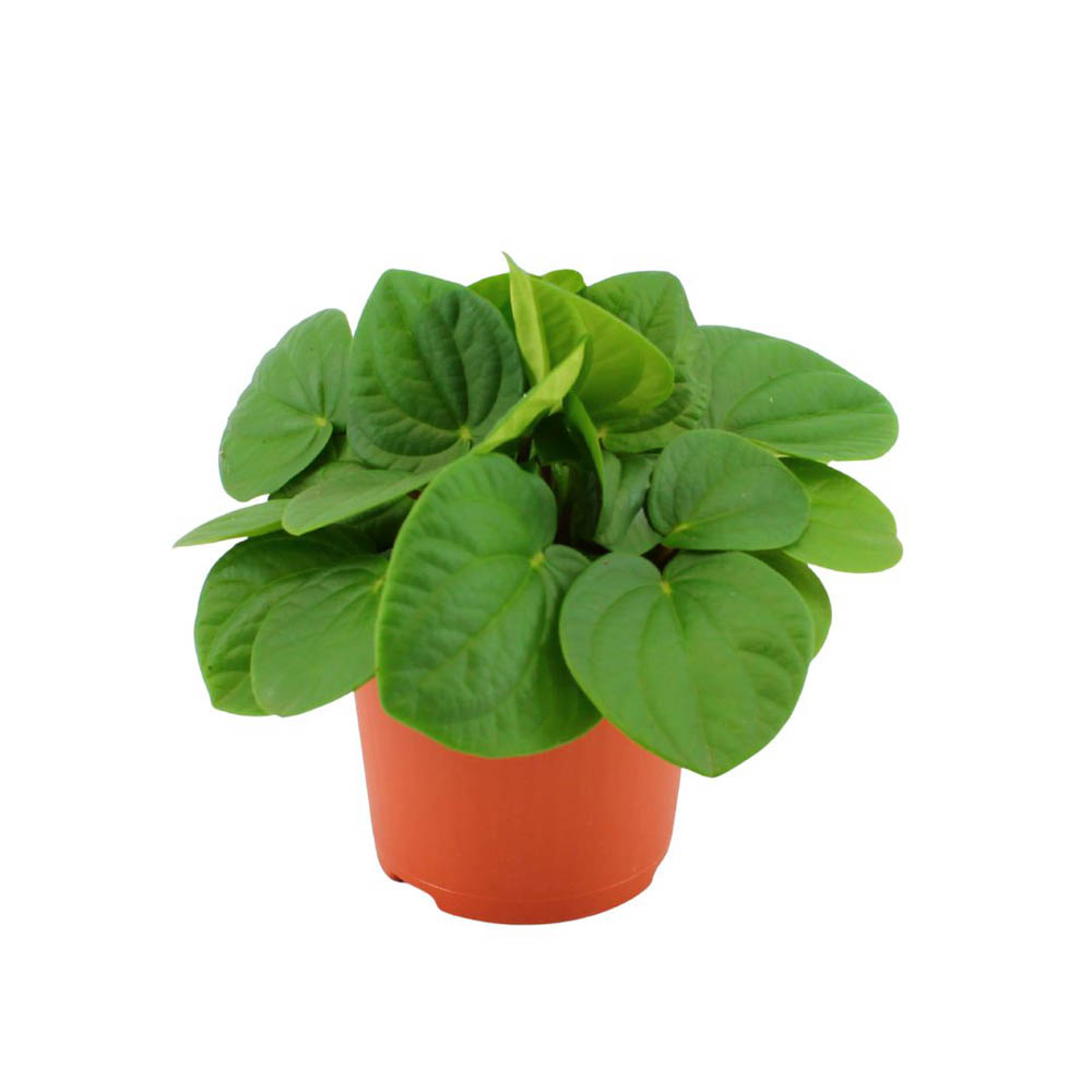 Peperomia Rana Verde - Kamerplant - 20 cm